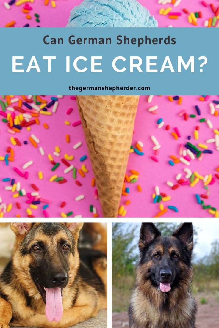 Can German Shepherds Eat Ice Cream? All You Need To Know ...
