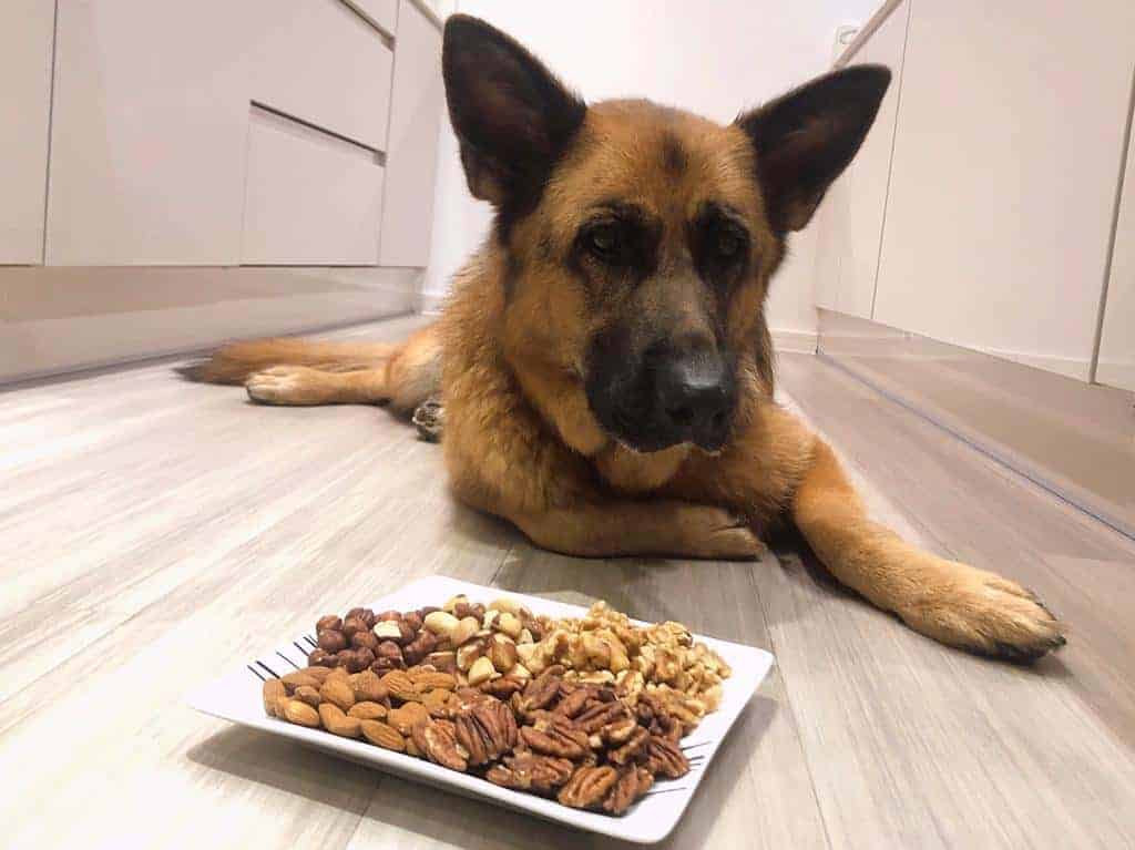 Can German Shepherds Eat Nuts? This May Surprise You ...