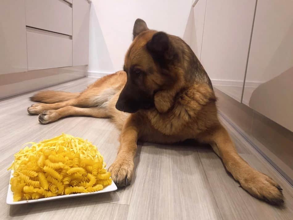 Can German Shepherds Eat Pasta? Read This Before Sharing! â World of Dogz