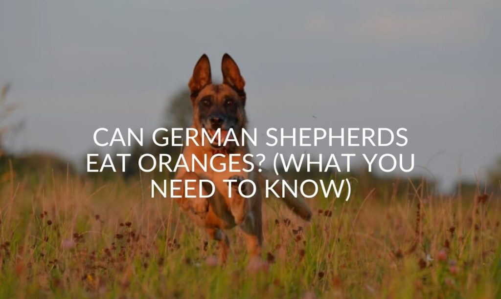 Can German Shepherds Eat Peanut Butter And Peanuts ...