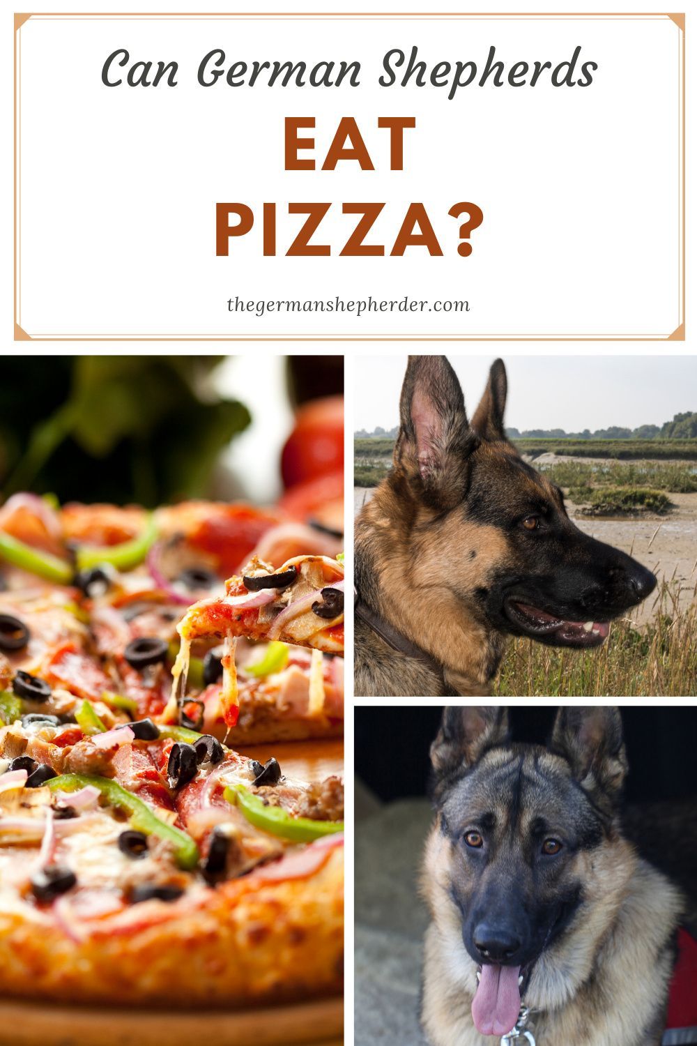 Can German Shepherds Eat Pizza? All You Need to Know