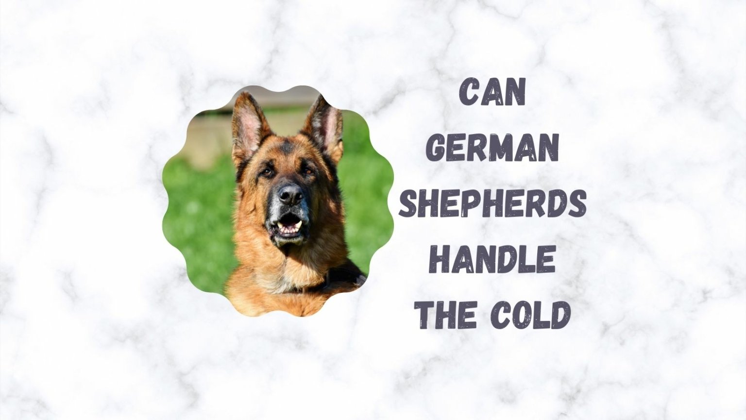 Can German Shepherds handle Cold? + How much can they ...