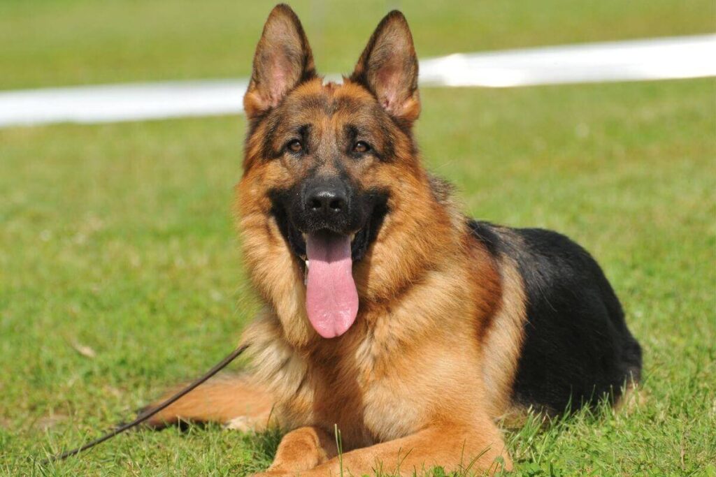 Can German Shepherds Have Blue Eyes : (Explained ...