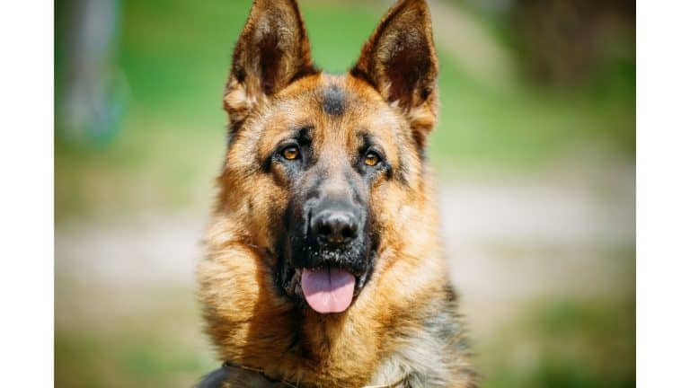 Can German Shepherds Have Blue, Green Or Amber Colored ...