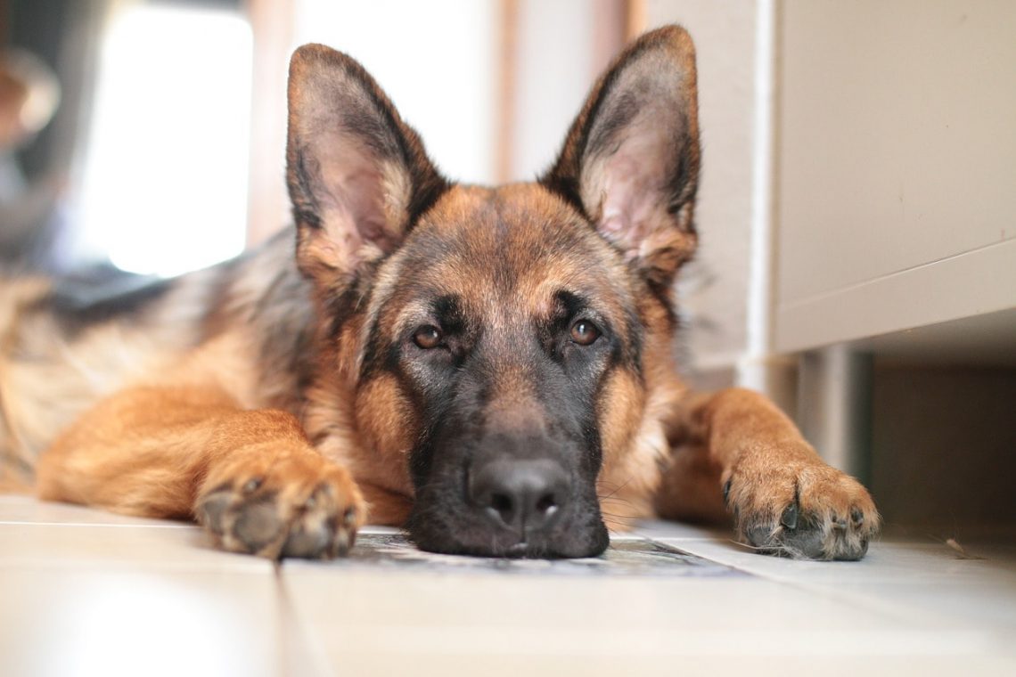 Can German Shepherds Live in Apartments?