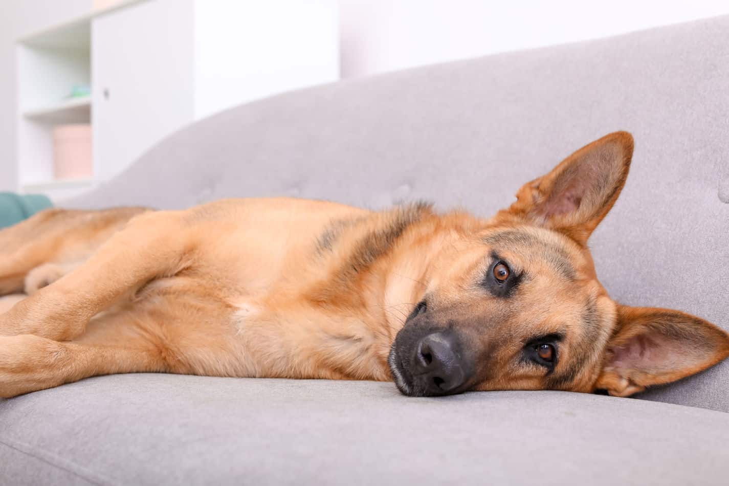 Can German Shepherds Live in Apartments? A Complete Guide ...