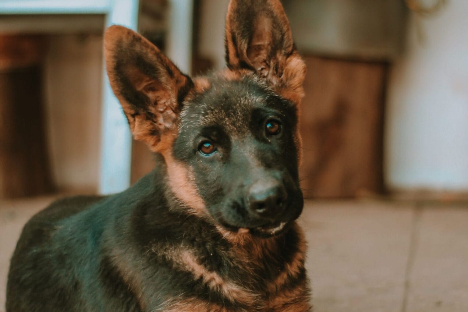 Can German Shepherds Live in Small Apartments? An Ultimate ...