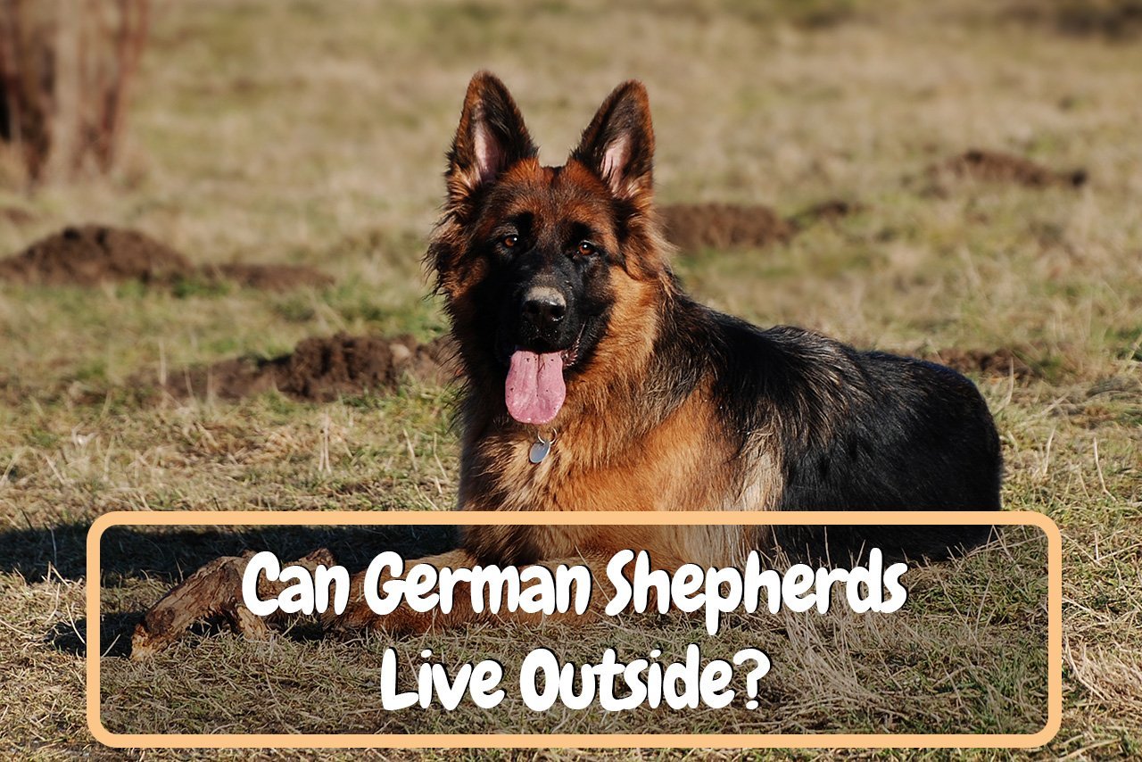 Can German Shepherds Live Outside?