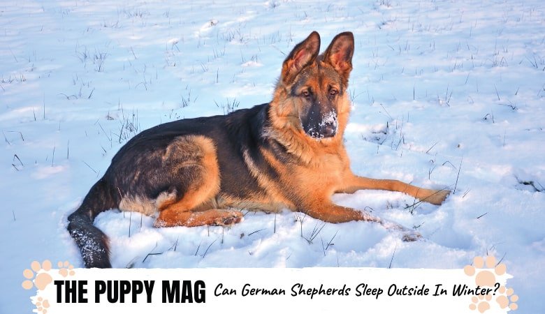 Can German Shepherds Sleep Outside In Winter? Must Read ...