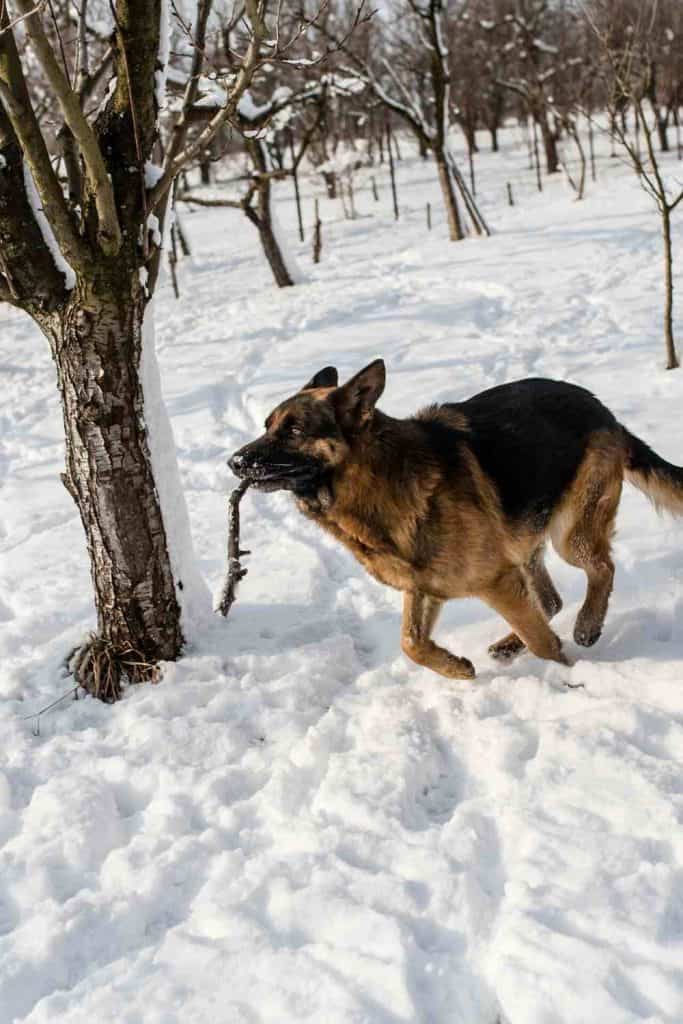 Can German Shepherds Stay Outside In The Cold?  Embora Pets