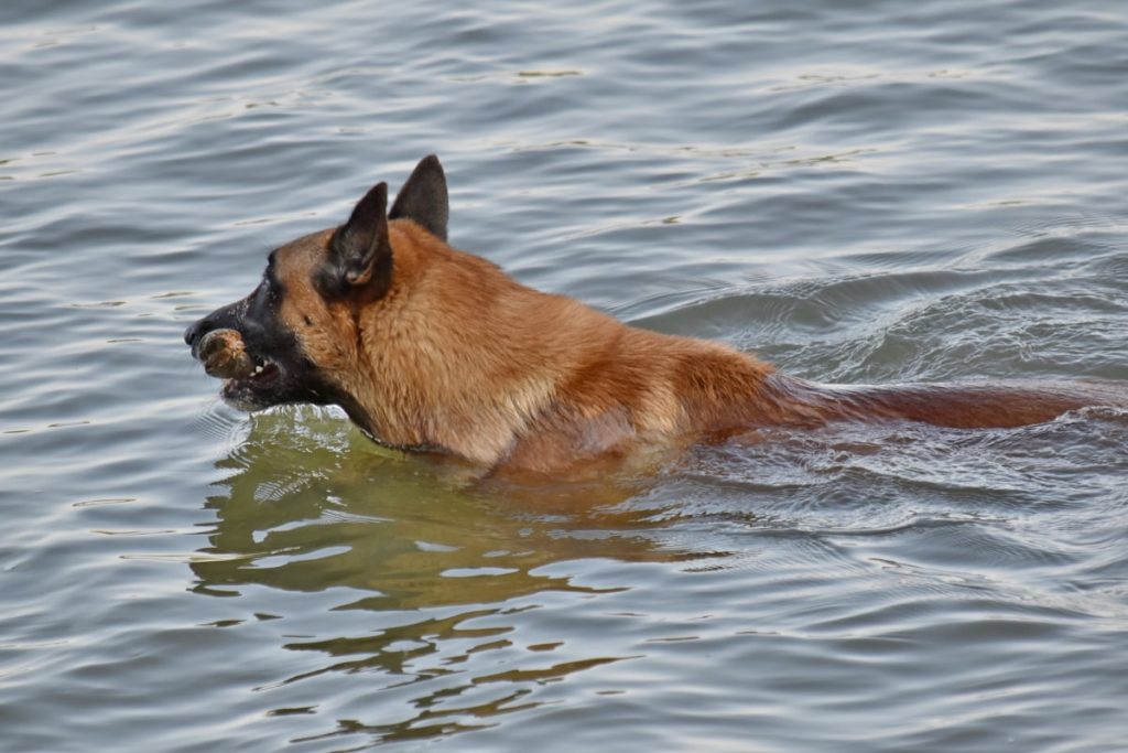 Can German Shepherds Swim? (And Do They Like Water ...