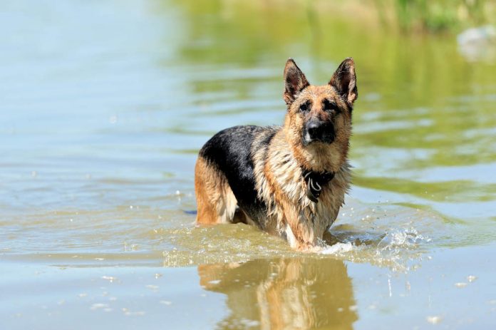 can german shepherds swim are they natural swimmers