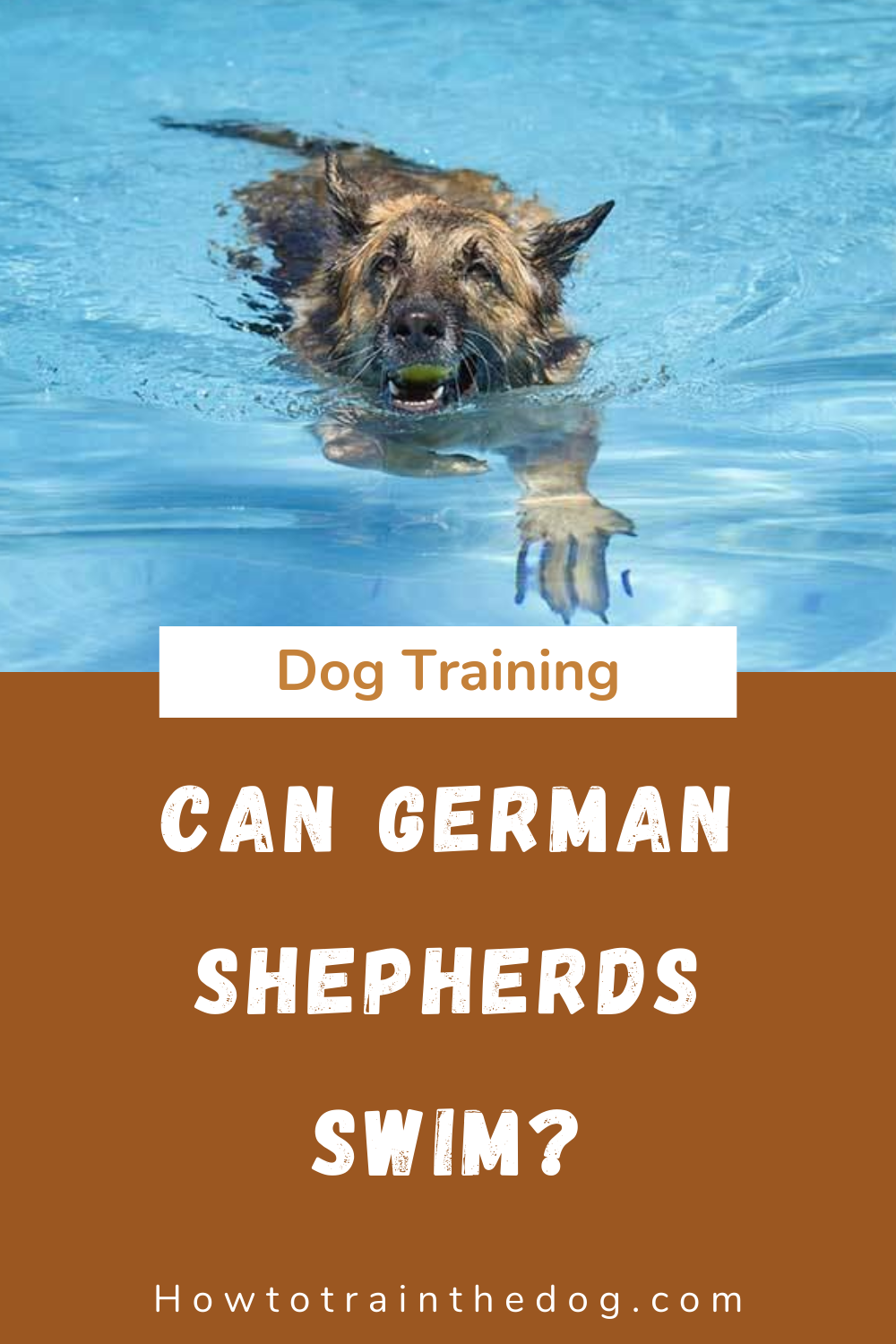 Can German Shepherds Swim? Do German Shepherds Like Water ...