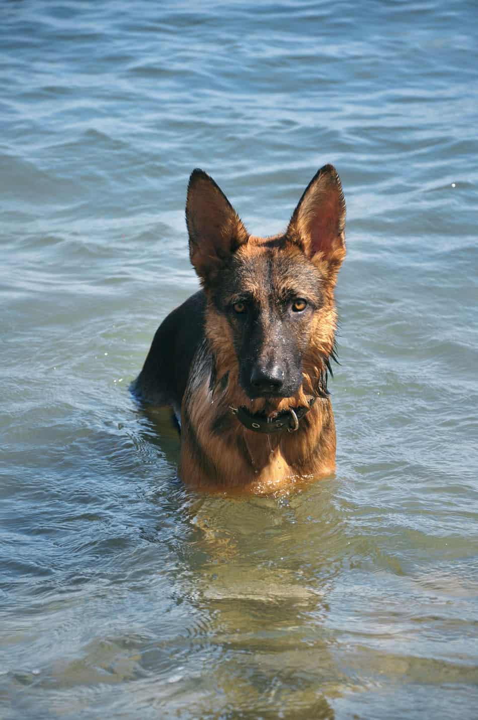 Can German Shepherds Swim?  Embora Pets