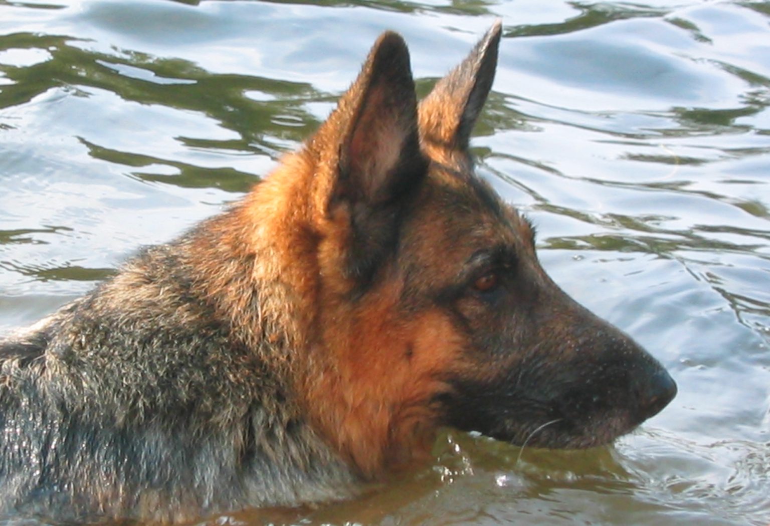 Can German Shepherds Swim Naturally