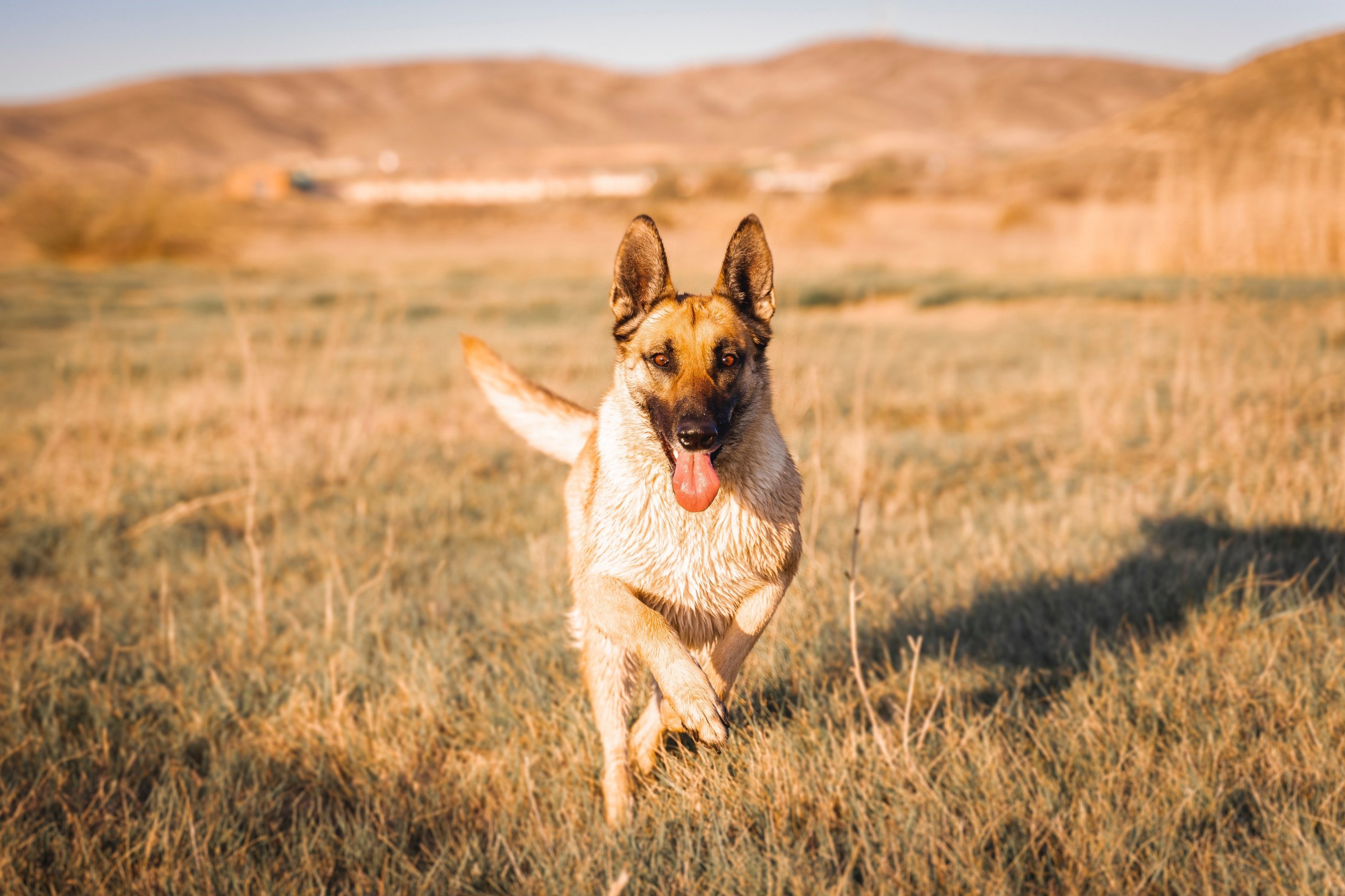 Can German Shepherds Tolerate Hot Weather?