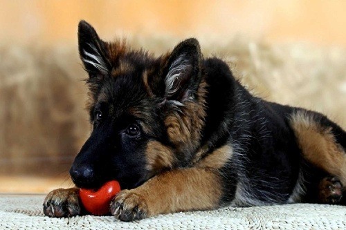 Can My Dog Eat That? Safe and Unsafe Foods For Your Pooch