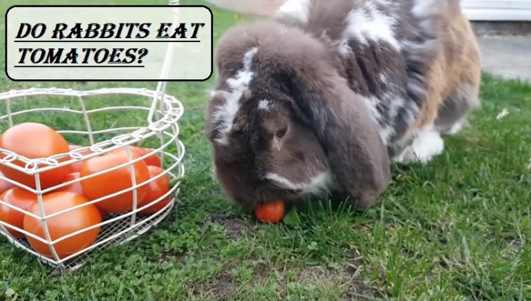 Can rabbits eat tomatoes?