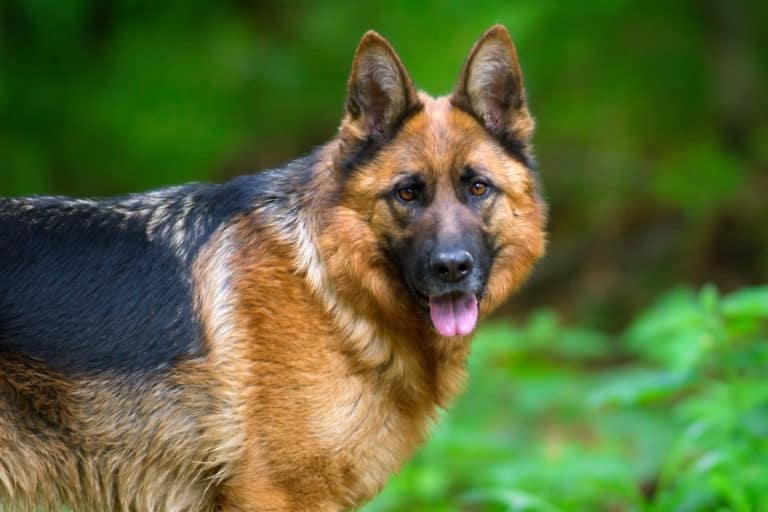 Can You Feed a German Shepherd Raw Meat?  The German ...