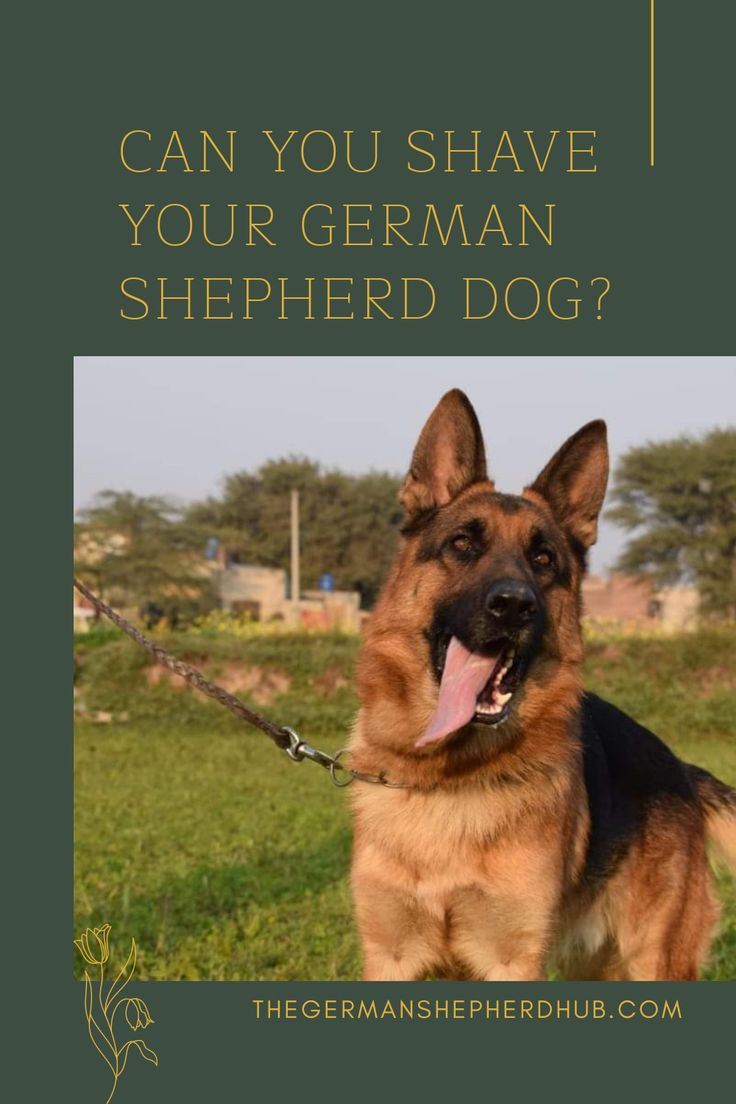 Can you shave your German Shepherd dog? in 2021