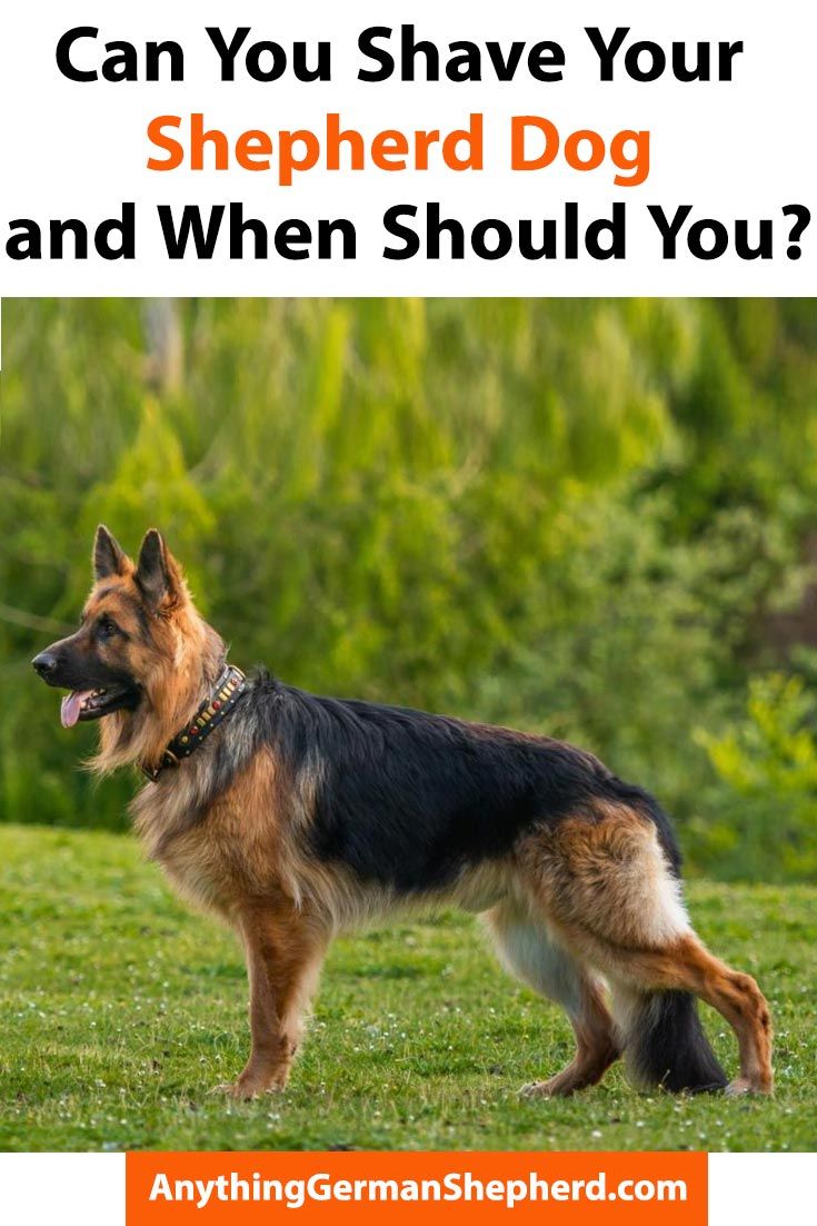 Can You Shave Your Shepherd Dog and When Should You ...