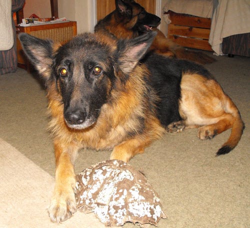 cassie the gsd who has undergone ear canal ablation