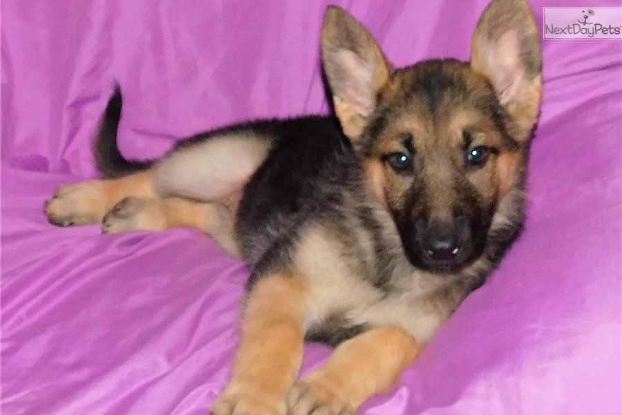 Catania: German Shepherd puppy for sale near St Louis, Missouri ...