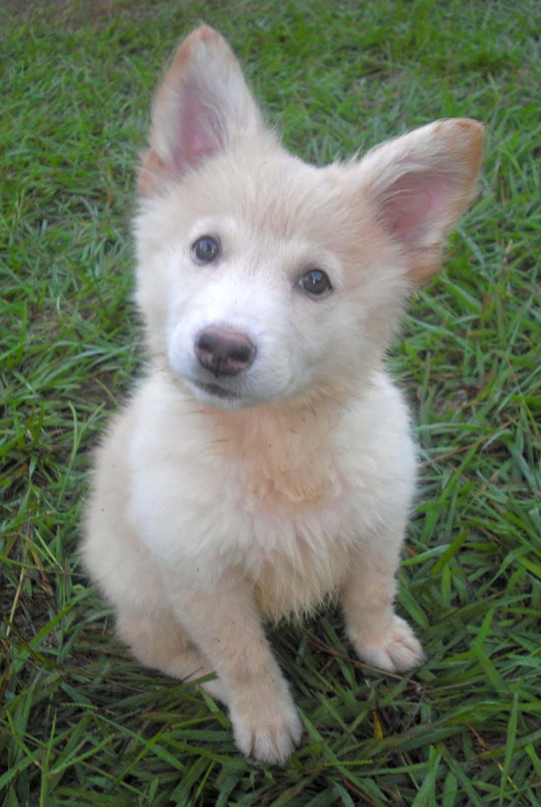 Chloe the White Fluffy Shepherd Puppy ~ Adopted!