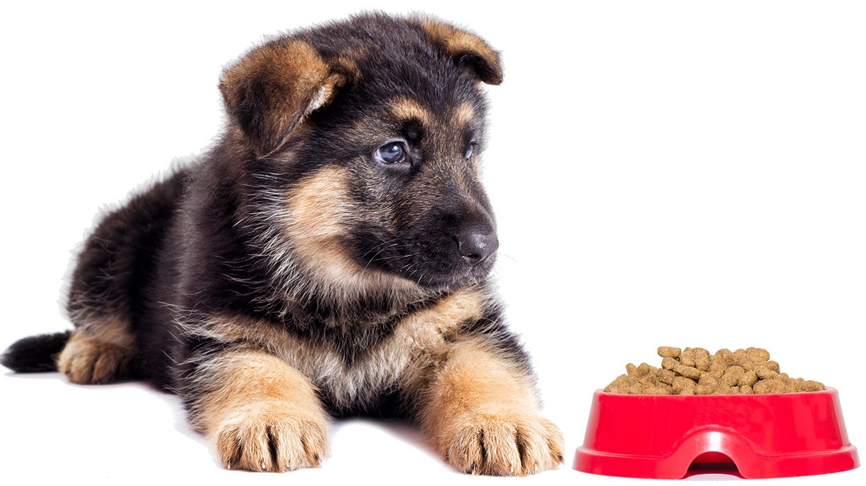 Choosing The Best Food For German Shepherd Puppies