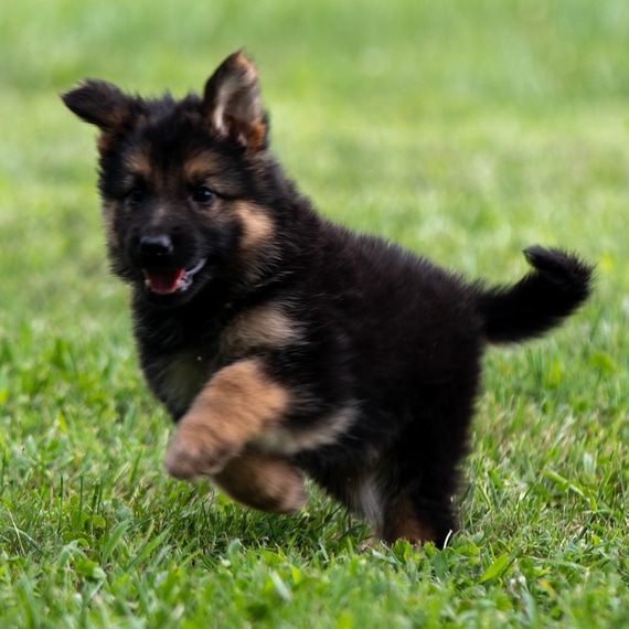 Cisco German Shepherd Dog Puppy 682784