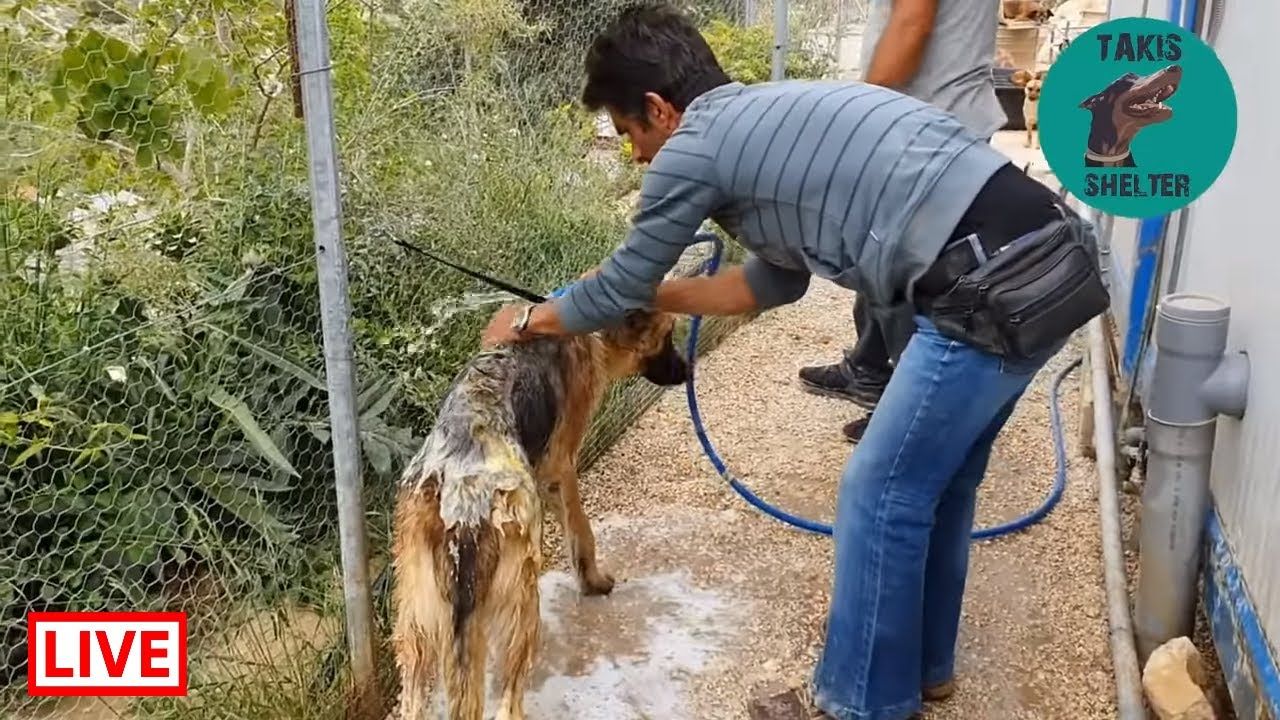 Cleaning our new German Shepherd friend