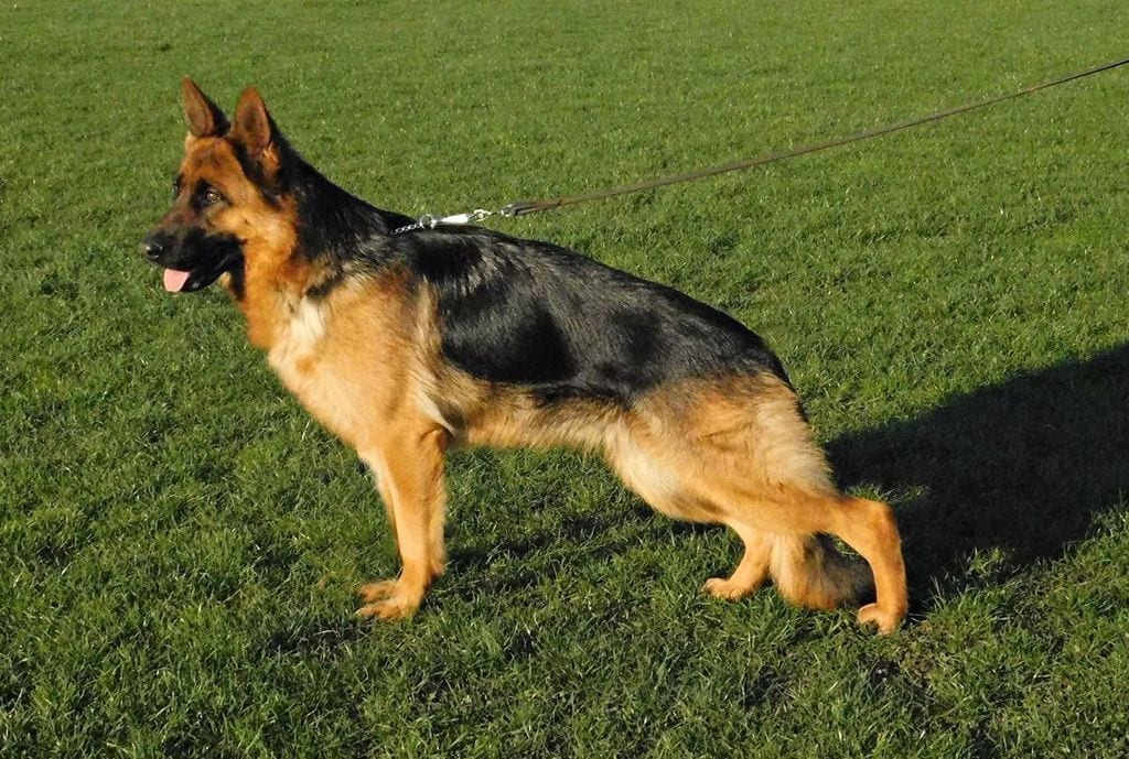 Confirmed Pregnant (8 Puppies) German Shepherd Female for Sale