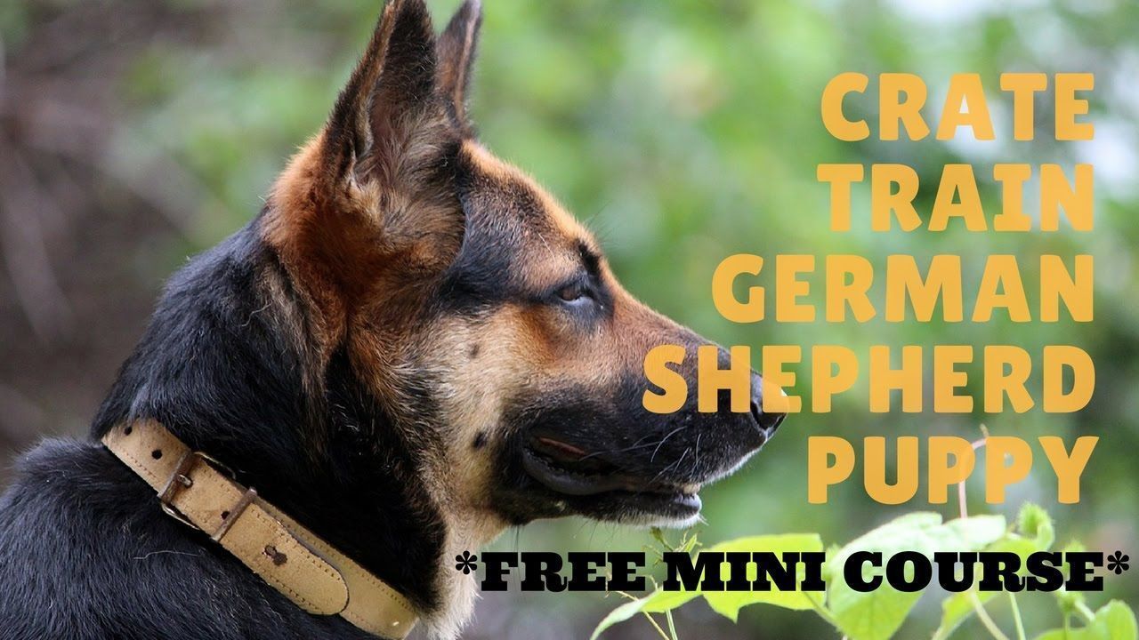 Crate Train German Shepherd Puppy *FREE MINI COURSE* # ...
