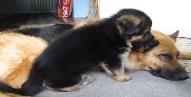Cute German Shepherd Puppy Playing With His Mom And It Is ...