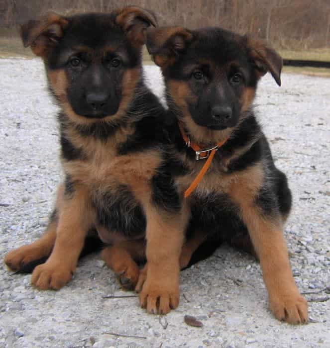 Cute Red And Black German Shepherd Puppies Photos