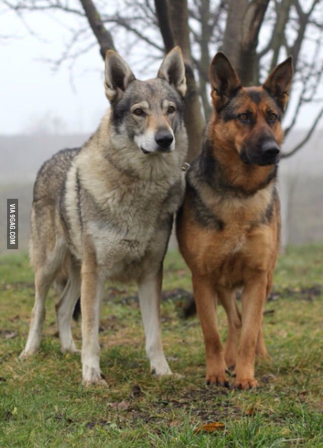 Czechoslovakian Wolfdog &  GSD