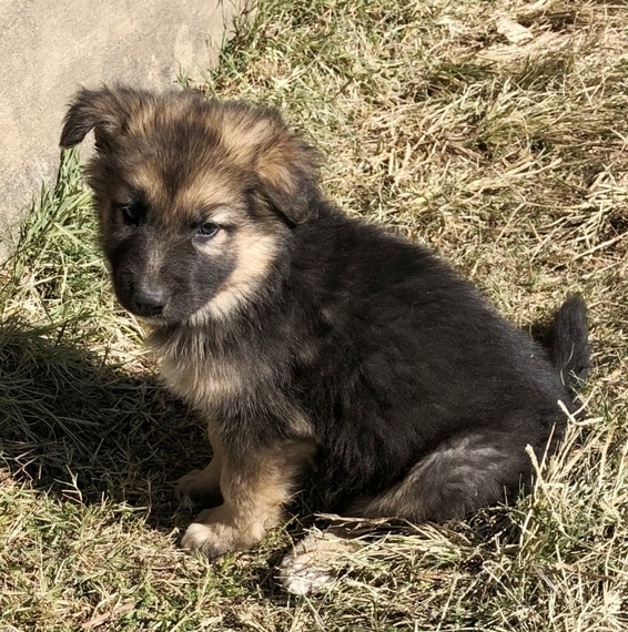 Denver, a Black &  Tan Male German Shepherd Dog Puppy 618812