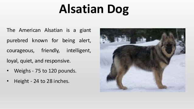 Difference Between Alsatian and German Shepherd Dog