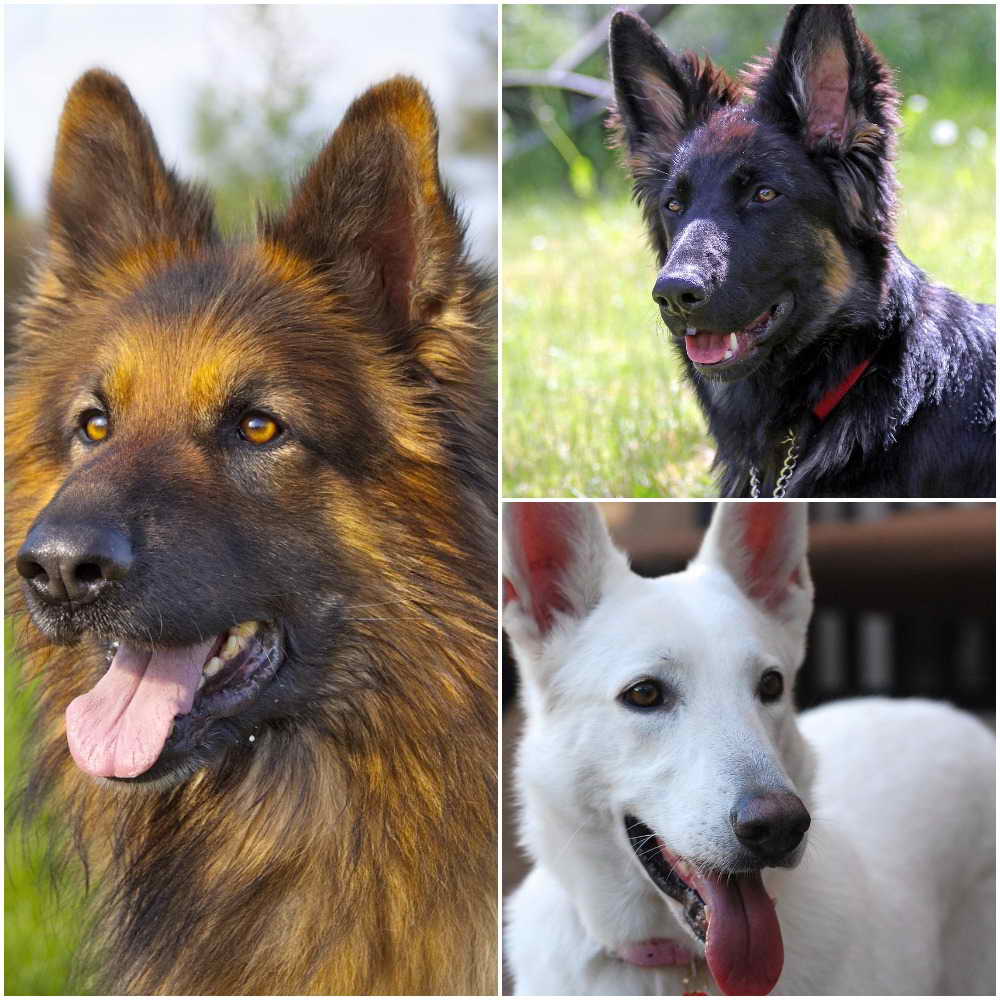 Different Types German Shepherd Breeds