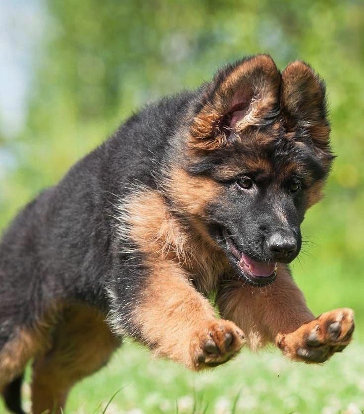 Discover additional info on "German Shepherd puppies ...