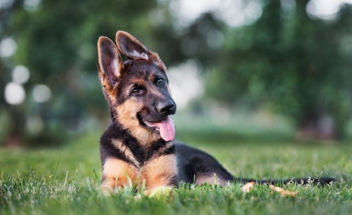 Do German Shepherd Puppies Change Colors?