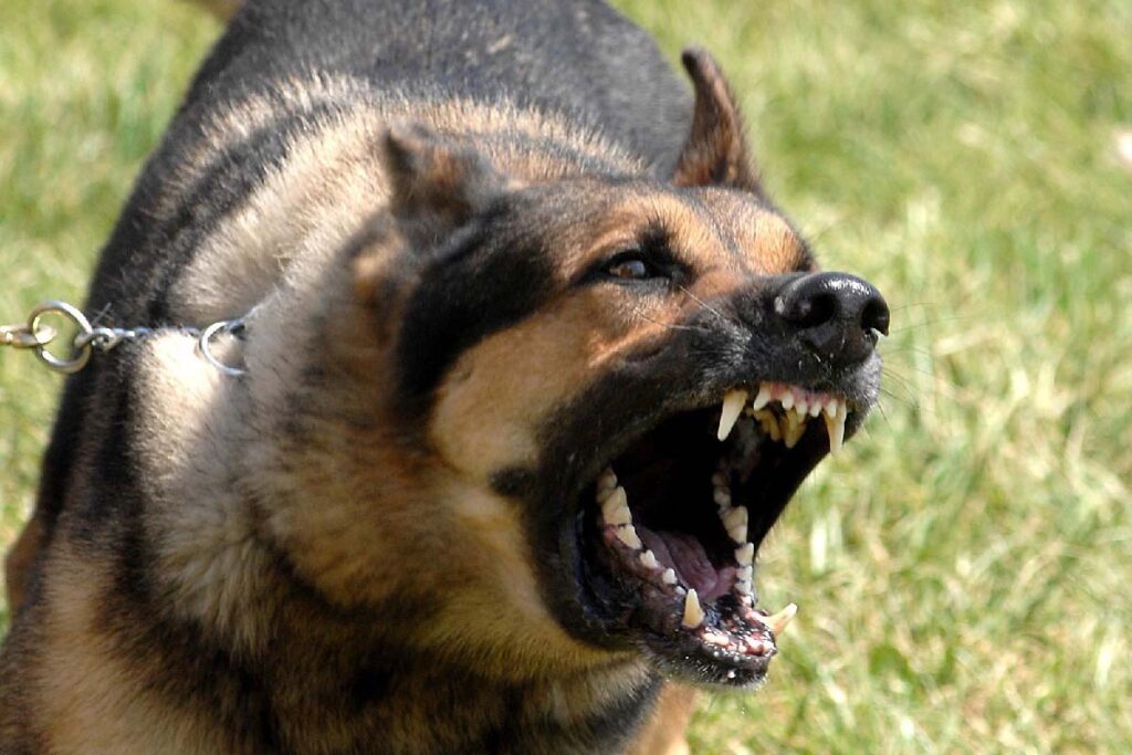 Do German Shepherds Attack Other Dogs? Let