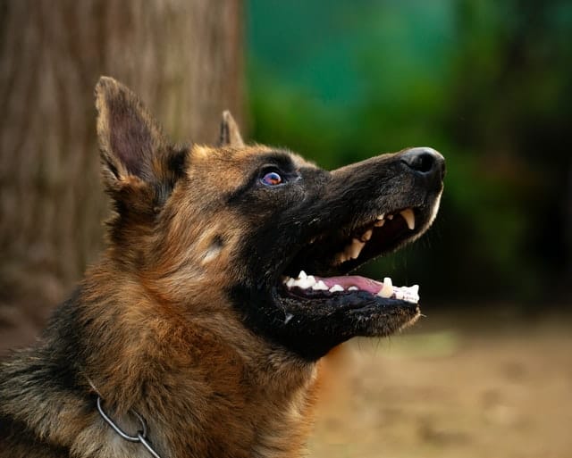 Do German shepherds Bark A Lot? A Guide For Owners ...