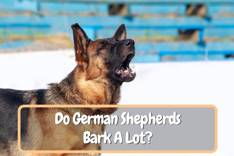 Do German Shepherds Bark A Lot?