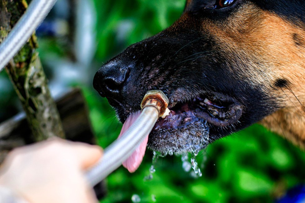 Do German Shepherds Drink A Lot Of Water?