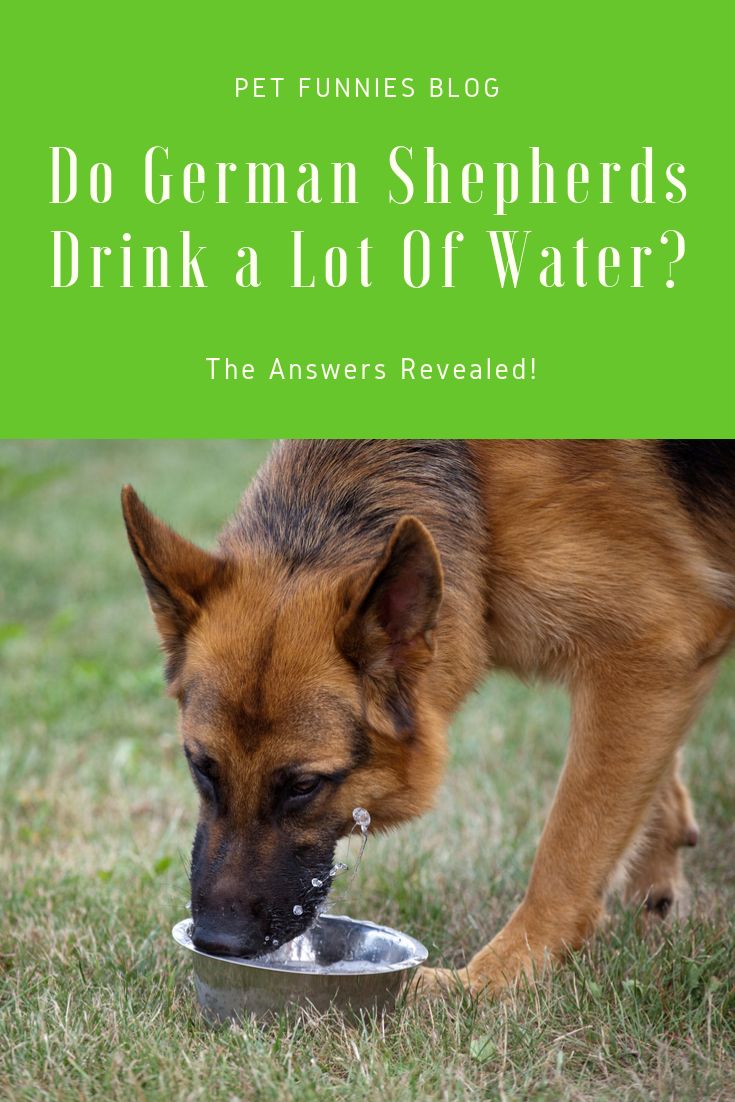 Do German Shepherds Drink a Lot Of Water? The Answers ...