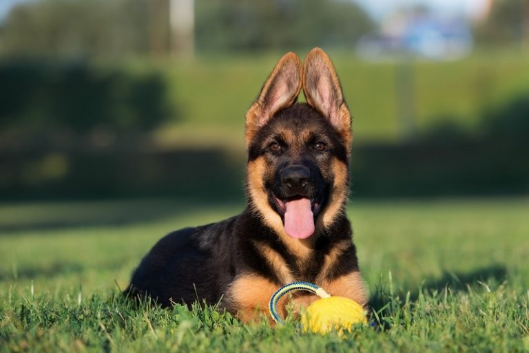 Do German Shepherds Ears Stand Up naturally?