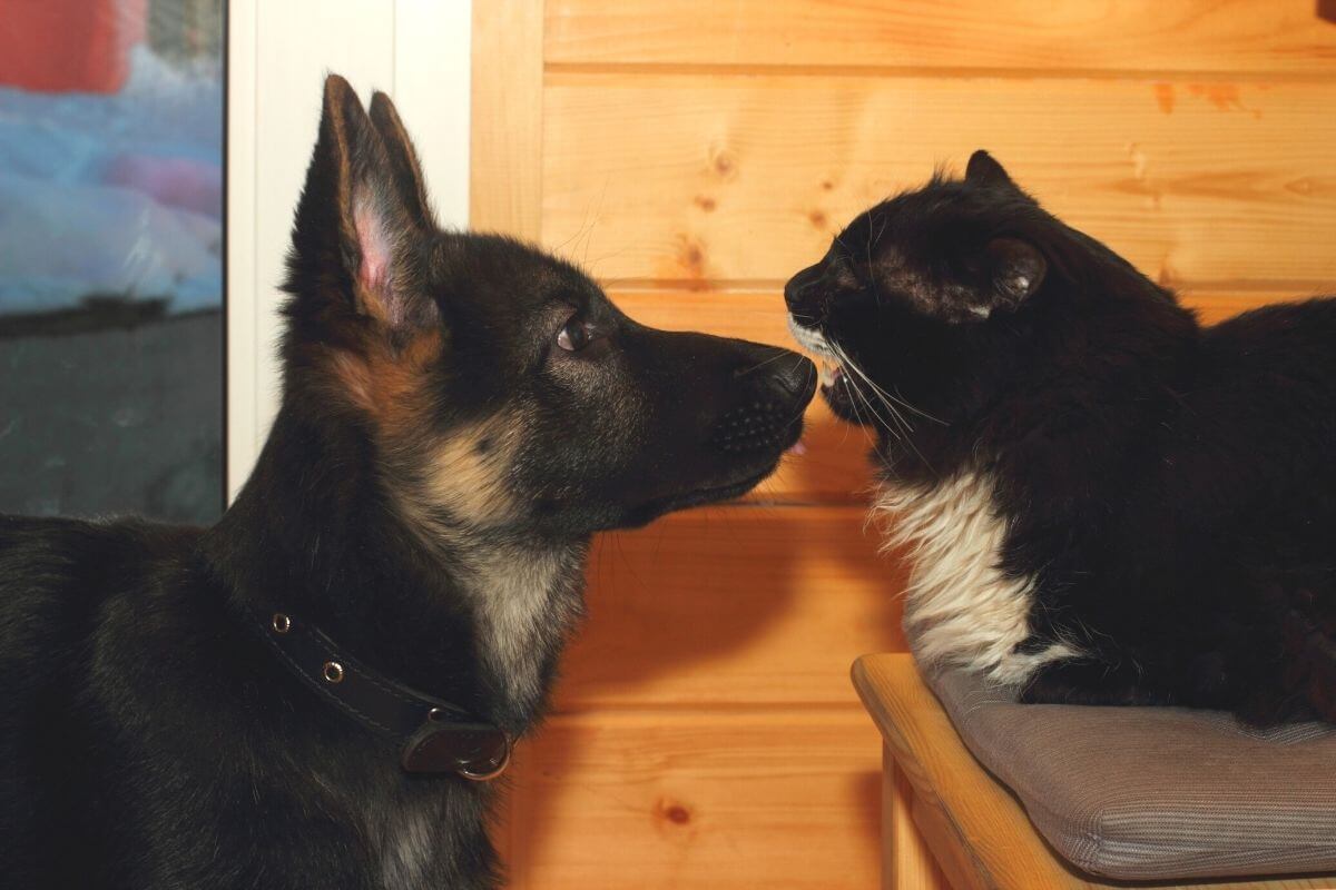 Do German Shepherds Get Along With Cats? Exclusive (2021)
