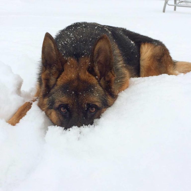 Do German Shepherds Get Cold: Can They Survive The Cold ...