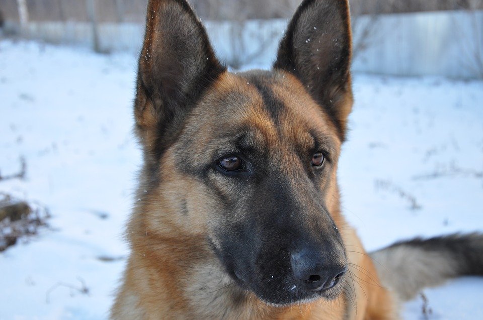 Do German Shepherds Get Cold? (Guide To Surviving The Cold ...